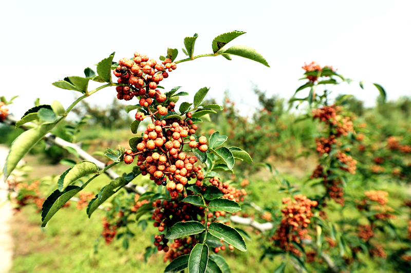 181692352843906487.jpeg a41i5943_副本_副本_副本.jpg