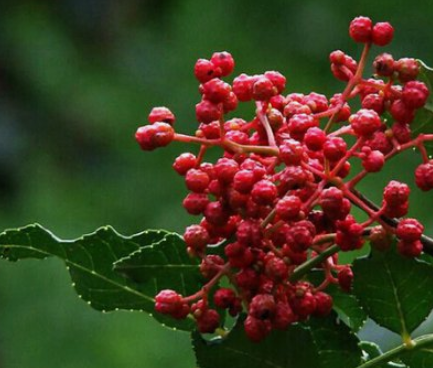 扶貧工作動(dòng)態(tài)(第124期)