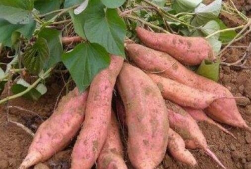 扶貧工作動(dòng)態(tài)(第127期)